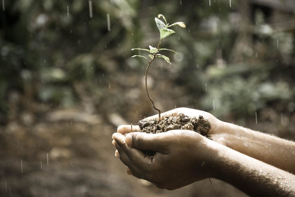 雨の中、土と植物を持っている手
