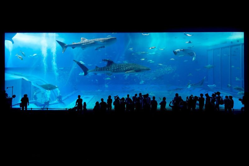 水族館の大きな水槽で回遊しているジンベイザメ