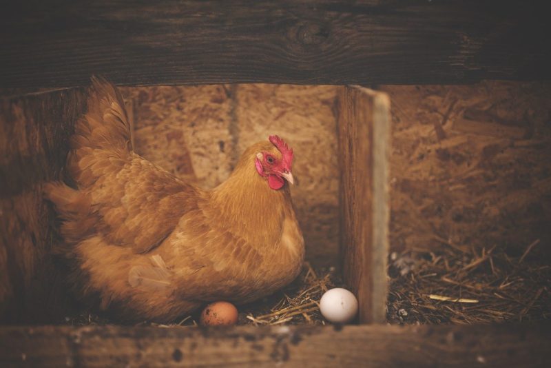卵を温める茶色いニワトリ